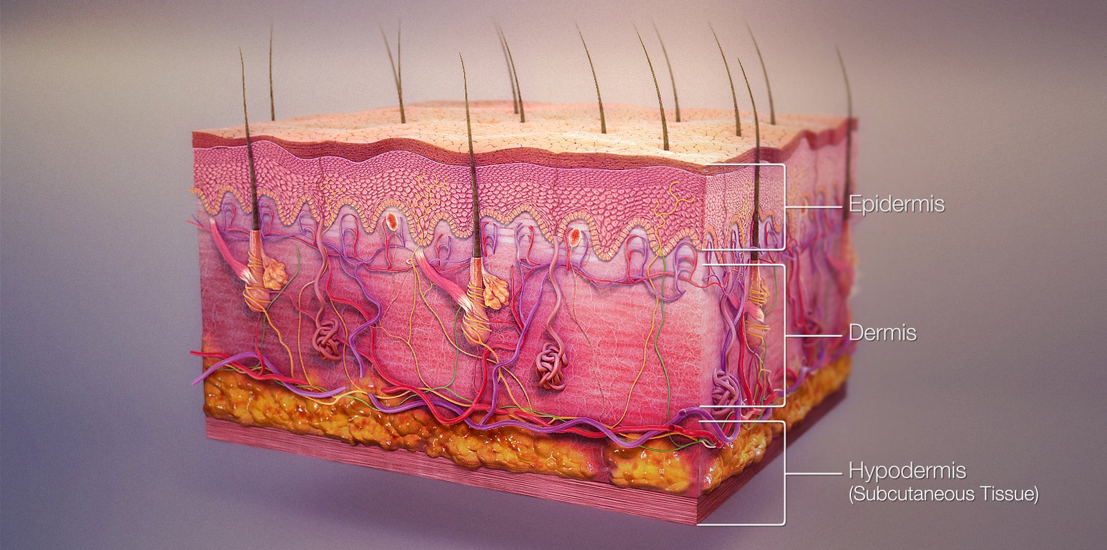 neuroplastery Super Patch, struktura skóry, mechanoreceptory